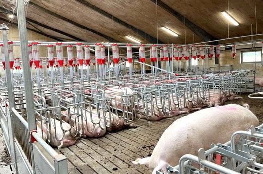 Low-Cost Solutions for Small and Medium Pig Farms